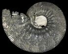Pyritized Kosmoceras Ammonite Fossil - Sliced #38984-1